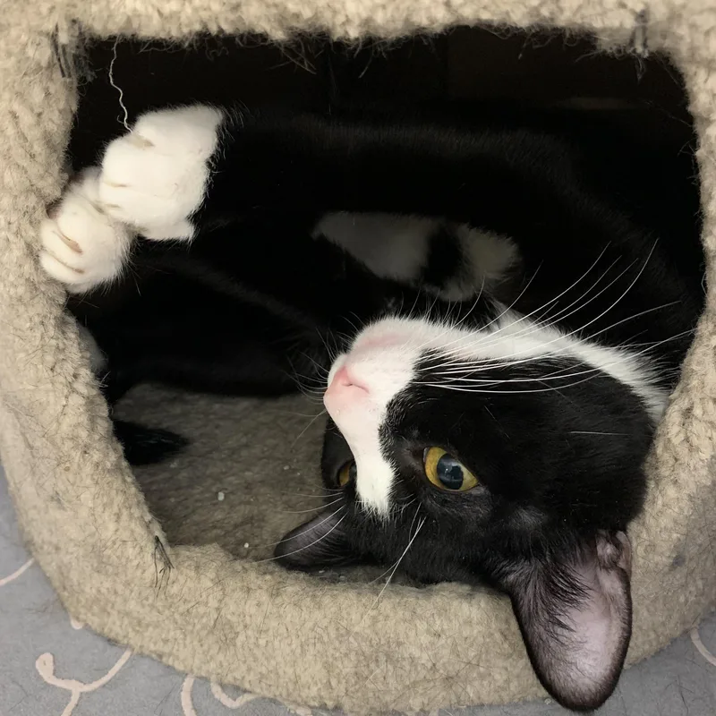 A young medium-sized male Black & White / Tuxedo Tuxedo cat named Farule for adoption in Richmond, VA