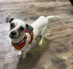 Paco