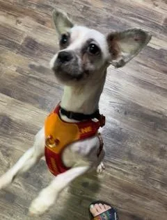 Paco thumbnail 3