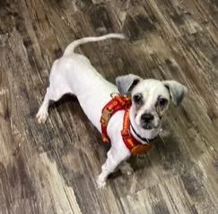 Paco thumbnail 4