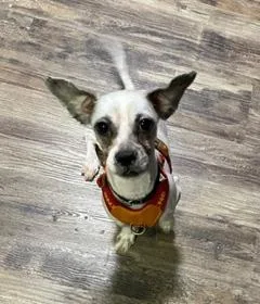 Paco thumbnail 5