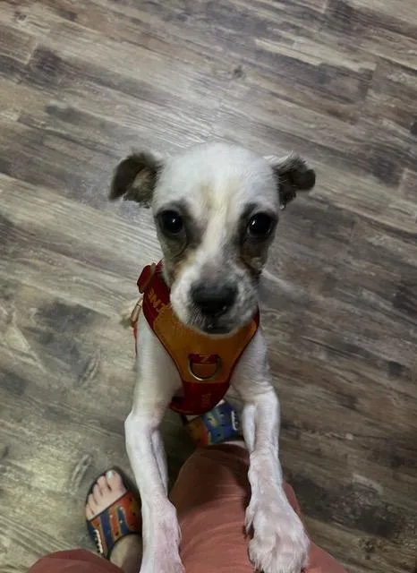 Paco thumbnail 6