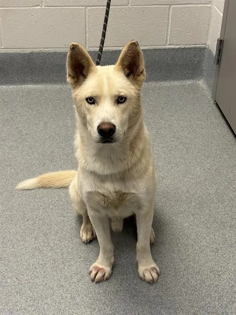A young medium-sized male Siberian Husky dog named Sunfire for adoption in Indianapolis, IN
