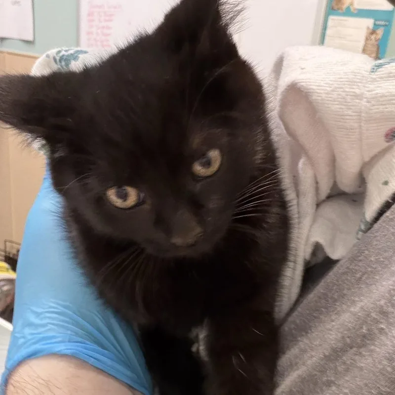 A baby small-sized female Black Domestic Medium Hair cat named Florence for adoption in Tacoma, WA