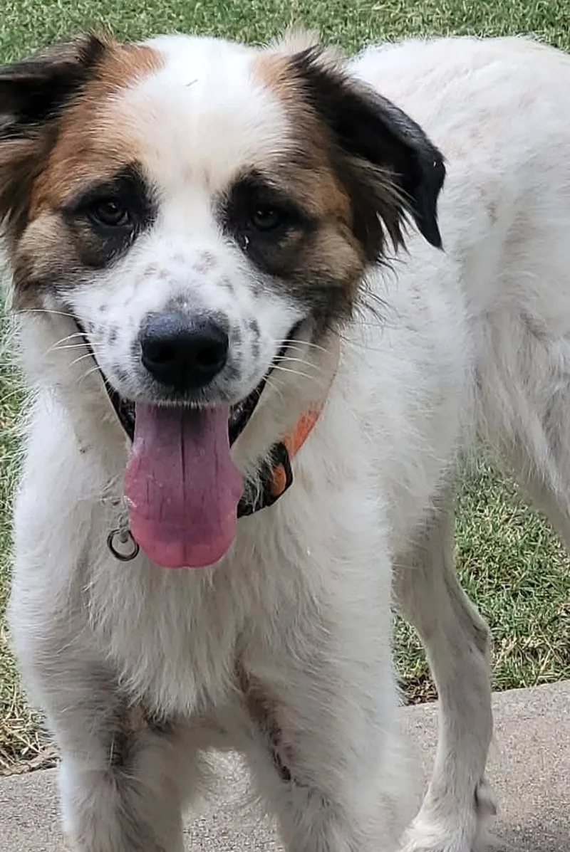 A young large-sized female White / Cream Great Pyrenees dog named Gabby for adoption in Kiowa, OK