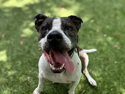 An adult medium-sized female Mixed Breed dog named Portia for adoption in Gainesville, FL
