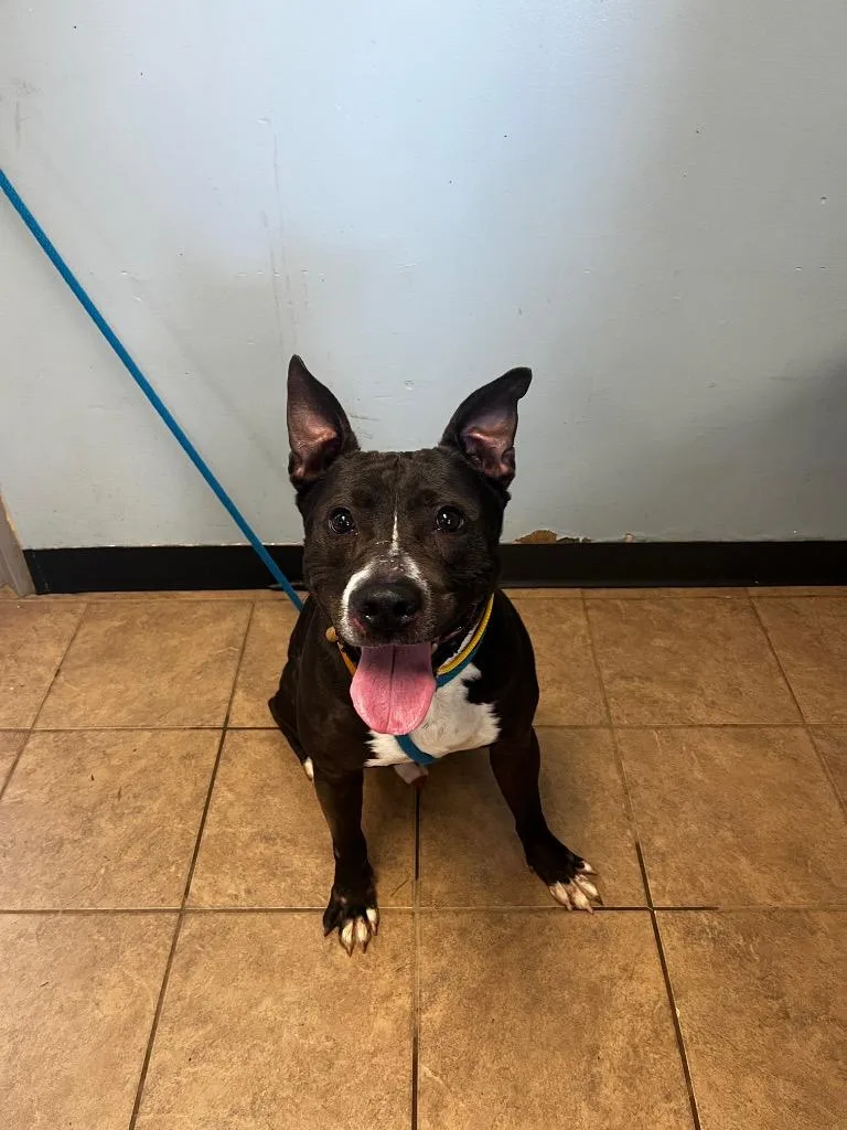 A young medium-sized male Pit Bull Terrier dog named Hogan for adoption in Marion, OH