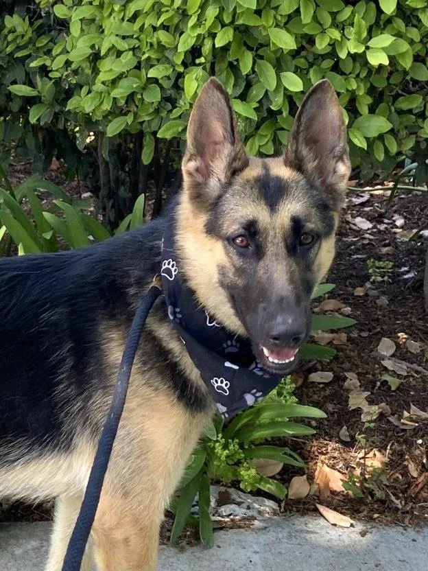 A young large-sized female Bicolor German Shepherd Dog dog named Lorna for adoption in Newport Beach, CA