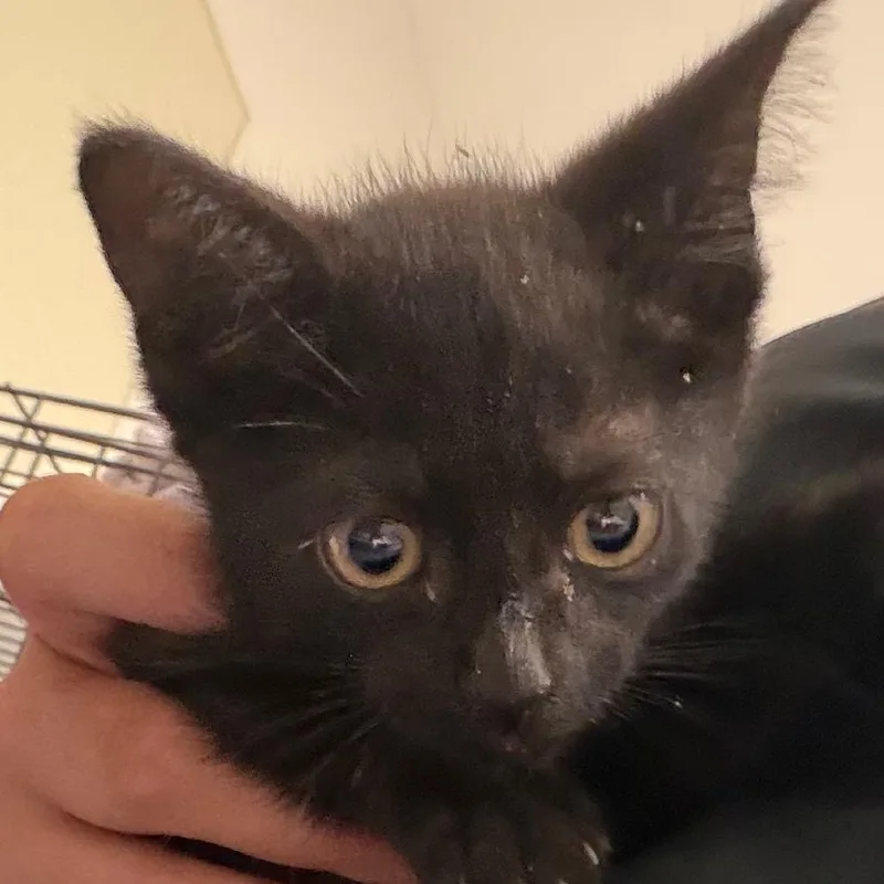 A baby small-sized female Black Domestic Short Hair cat named Nala for adoption in Bronson, FL