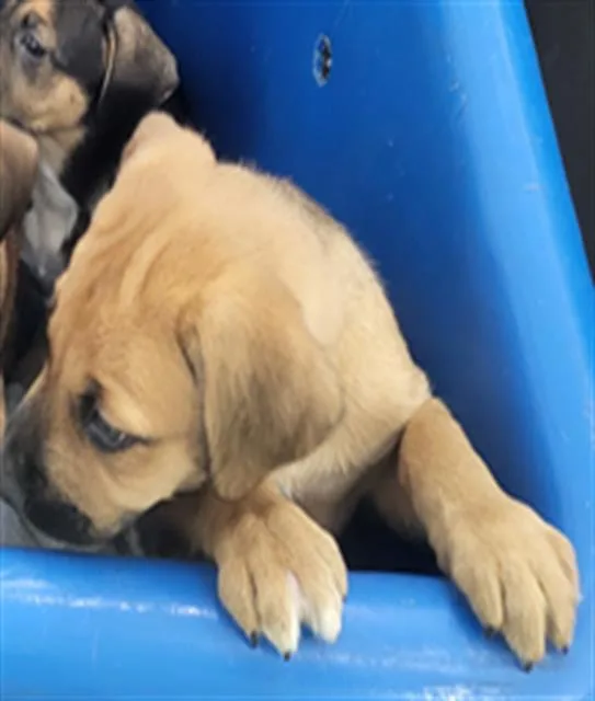 A baby medium-sized female Mixed Breed dog named Coffee for adoption in Dallas, TX