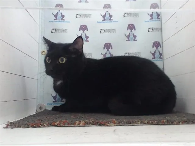 An adult small-sized female Domestic Short Hair cat named Shinobu for adoption in Orlando, FL