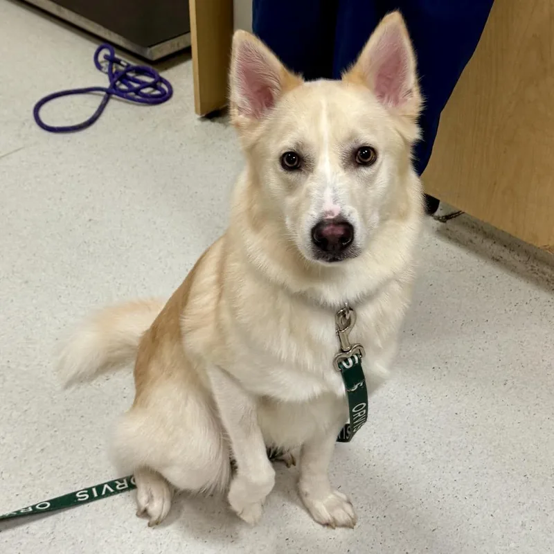 An adult medium-sized male White / Cream Husky dog named Ozzie for adoption in Baltimore, MD