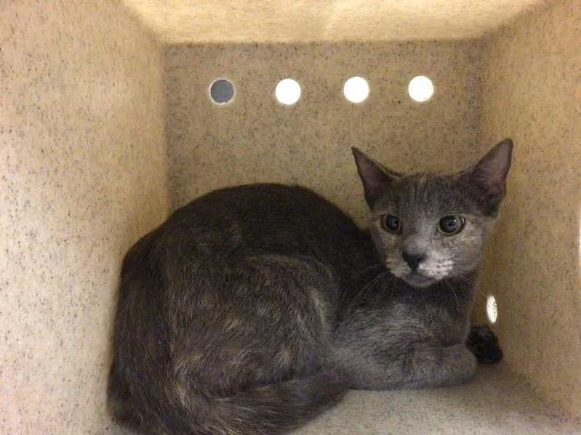 An adult medium-sized female Domestic Short Hair cat named Cece for adoption in Riverside, CA