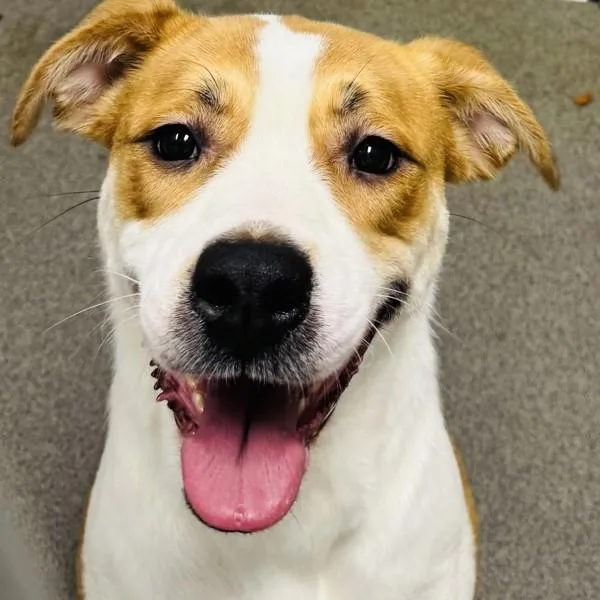 An adult medium-sized female Terrier dog named Sinnamon for adoption in Des Moines, IA