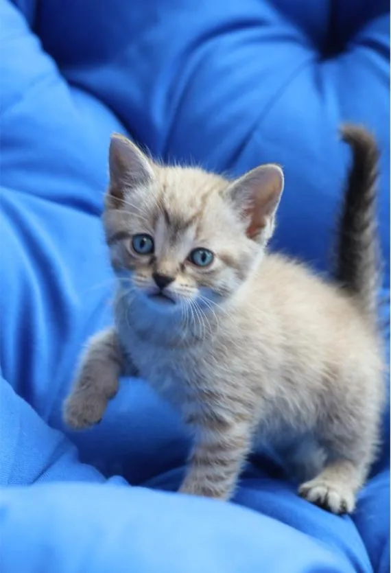 A baby medium-sized male Siamese cat named Ferry for adoption in Chicago, IL