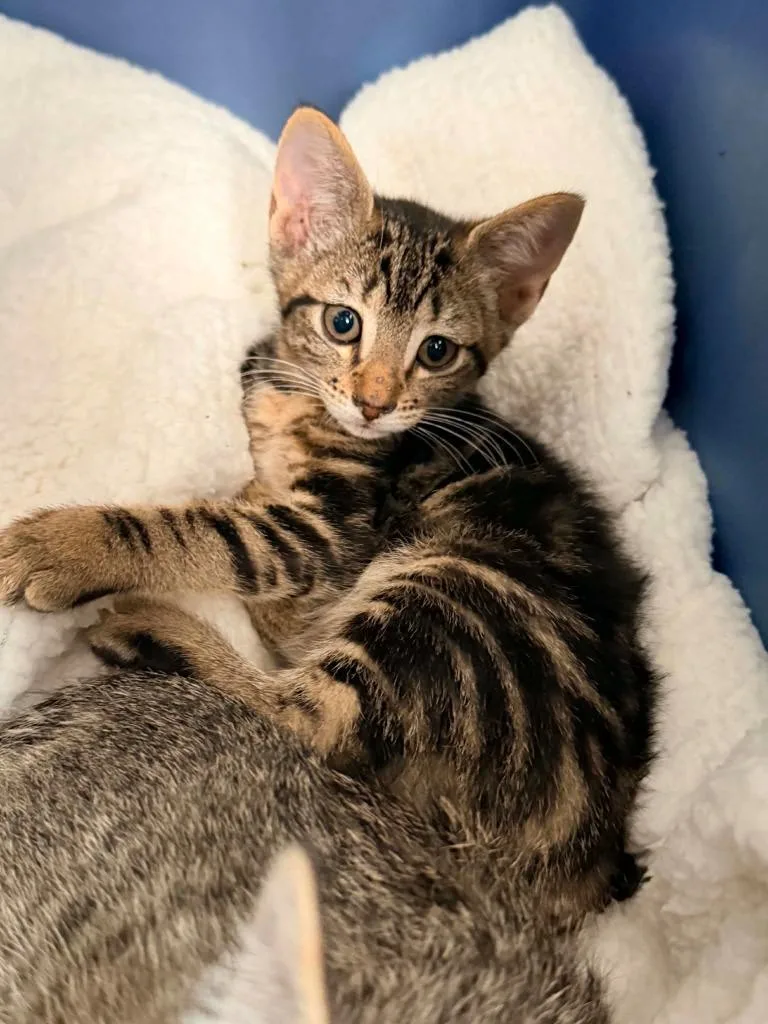 A baby medium-sized male Domestic Short Hair cat named Gummy Bear for adoption in Miami, OK