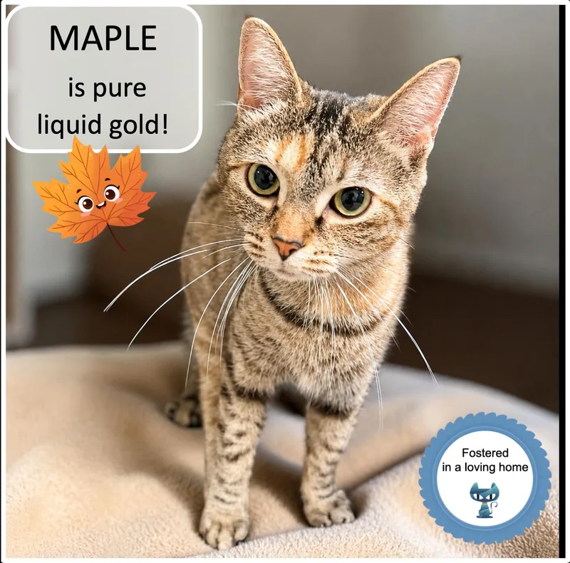 Maple thumbnail 2