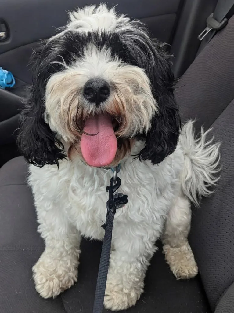 An adult medium-sized male Cavalier King Charles Spaniel dog named Joe for adoption in Muskegon, MI