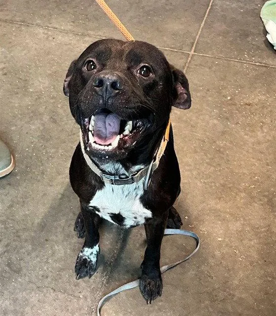 An adult large-sized male American Staffordshire Terrier dog named Pete for adoption in Tavares, FL