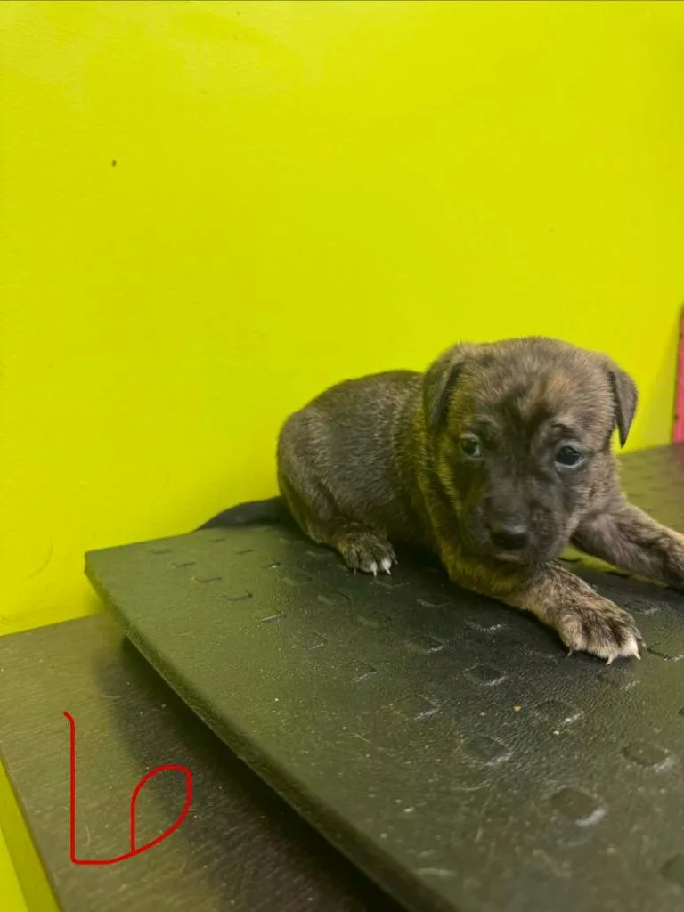 Roxy thumbnail 3
