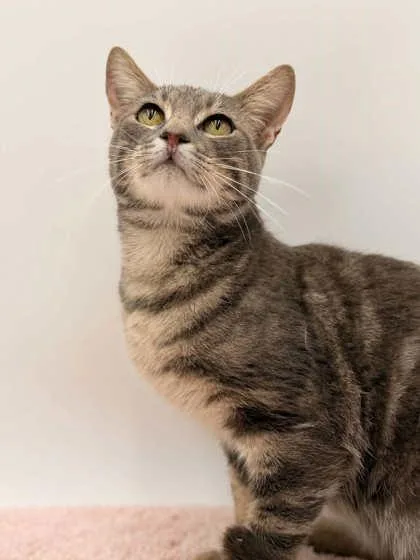 An adult medium-sized male Domestic Short Hair cat named Robert for adoption in Bowling Green, KY