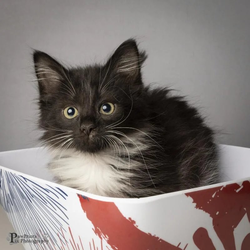 A young medium-sized female Black & White / Tuxedo Domestic Short Hair cat named Uber for adoption in Maryville, TN