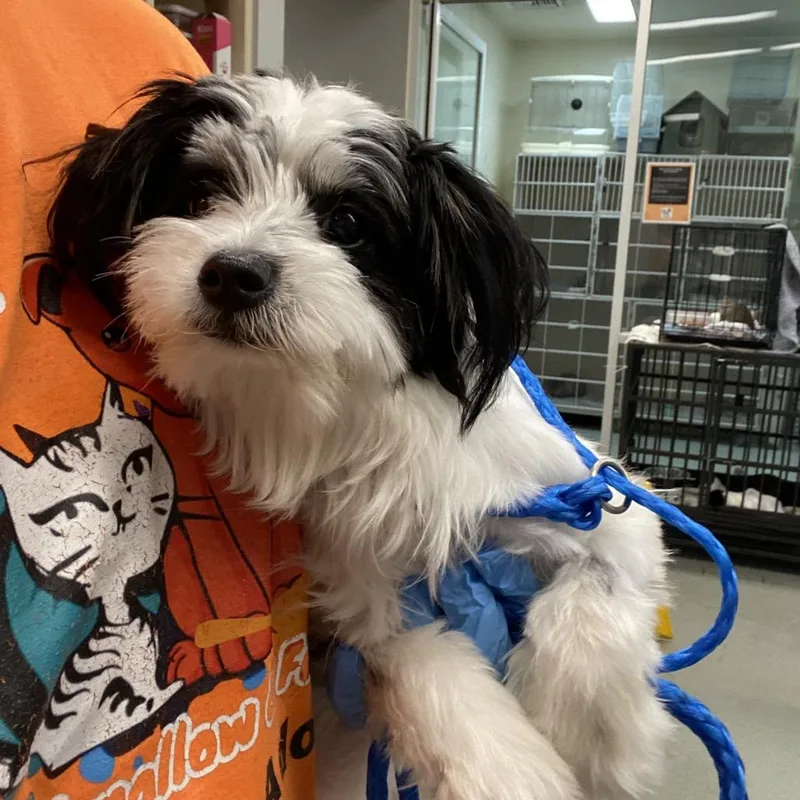 A baby small-sized female White / Cream Terrier dog named Wagsa for adoption in Westminster, CA