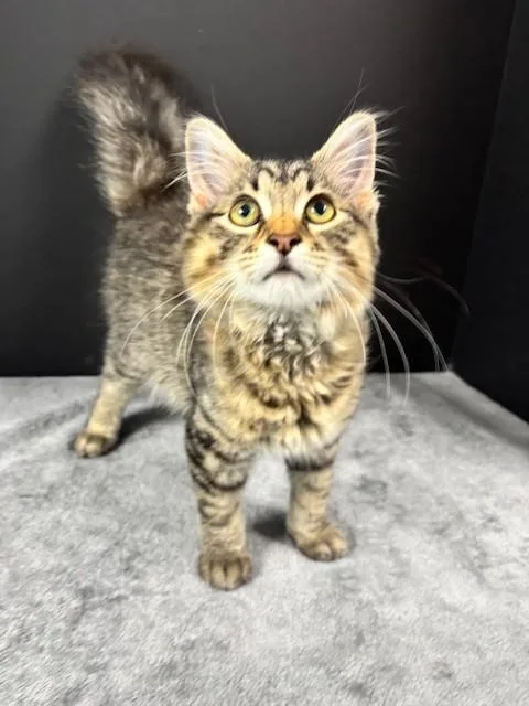 A baby medium-sized male Tabby (Gray / Blue / Silver) Domestic Short Hair cat named Burger for adoption in Hawk Point, MO