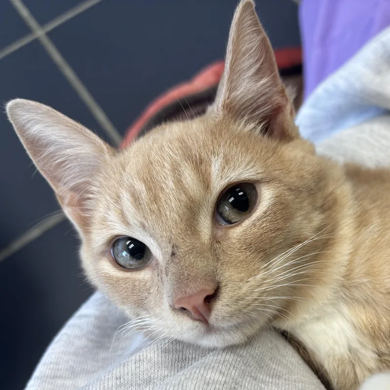 A baby medium-sized male Orange & White Domestic Short Hair cat named Jerry for adoption in Fall River, MA