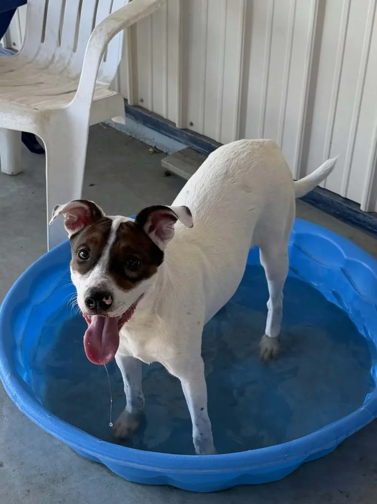 A young medium-sized female Mixed Breed dog named Bailey for adoption in Pratt, KS