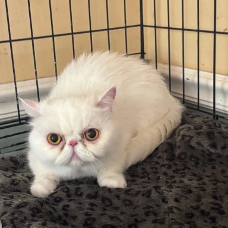 An adult small-sized female White Persian cat named Moochi for adoption in Fort Lauderdale, FL