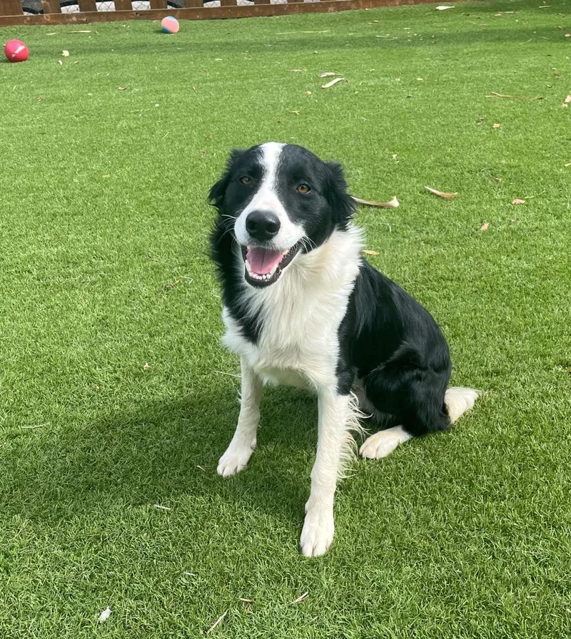 An adult medium-sized male Black Border Collie dog named Comet for adoption in Temecula, CA