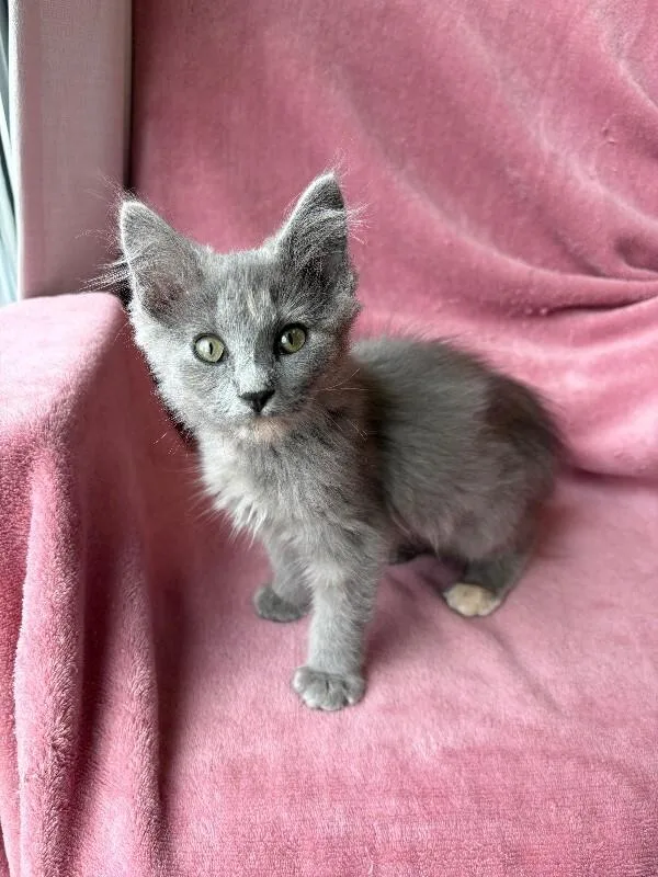 A young medium-sized female Domestic Medium Hair cat named Buffy for adoption in Warren, PA