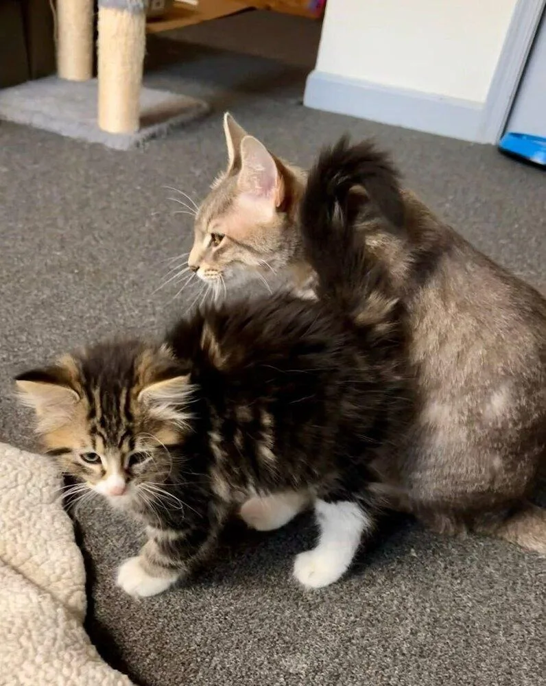 A baby small-sized male Brown / Chocolate Tabby cat named Birdie: Chickadee for adoption in Warren, CT
