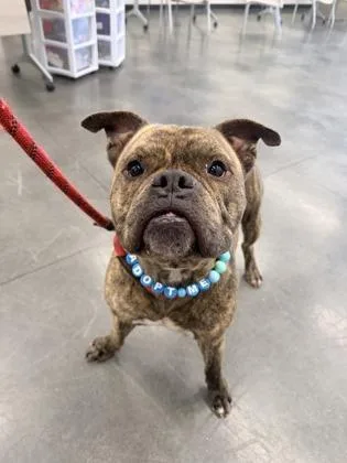 An adult medium-sized male Pit Bull Terrier dog named Abel for adoption in Atlanta, GA