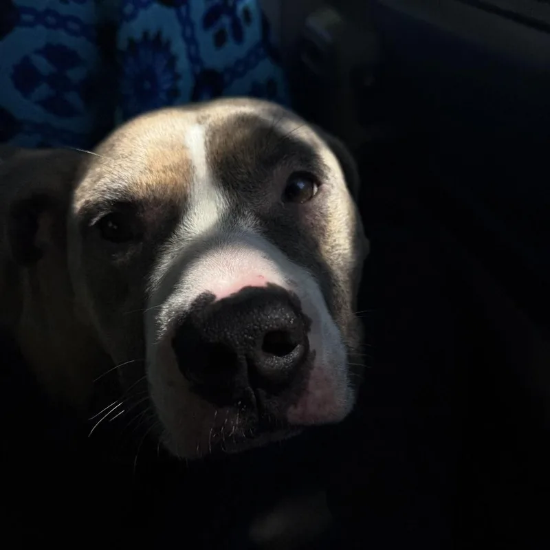 An adult small-sized male Mixed Breed dog named Achilles for adoption in Lynchburg, VA
