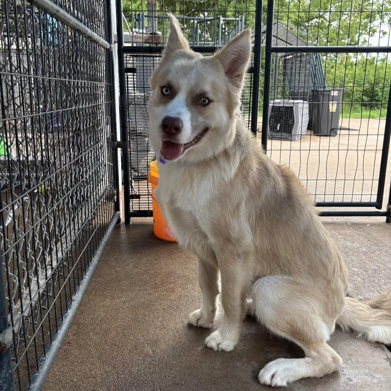 A young medium-sized male Yellow / Tan / Blond / Fawn Husky dog named Jasper for adoption in Lake Jackson, TX