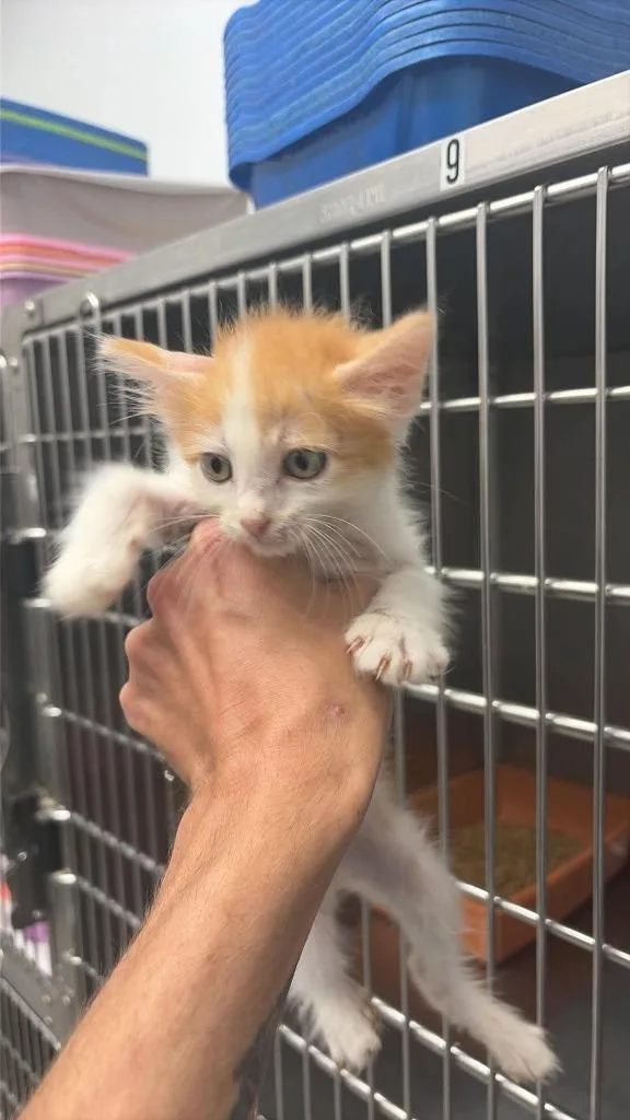 A baby medium-sized male Domestic Short Hair cat named Dolce for adoption in Republic, MO