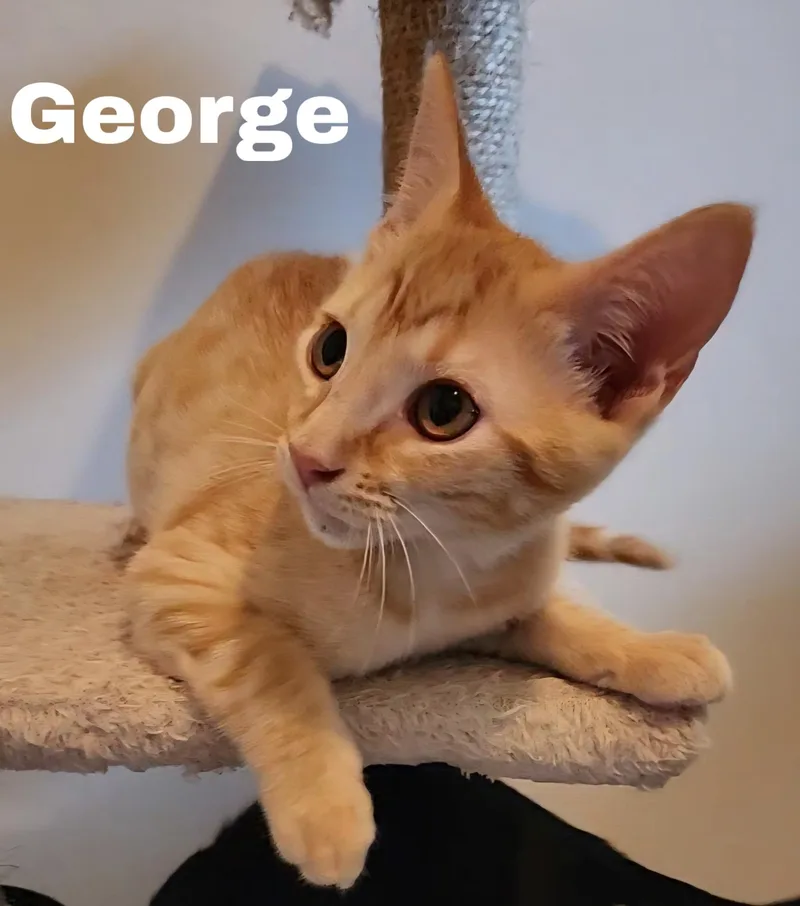 George thumbnail 2