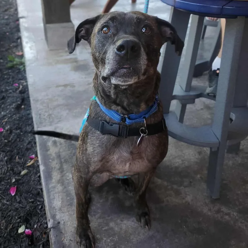 Marshall thumbnail 3