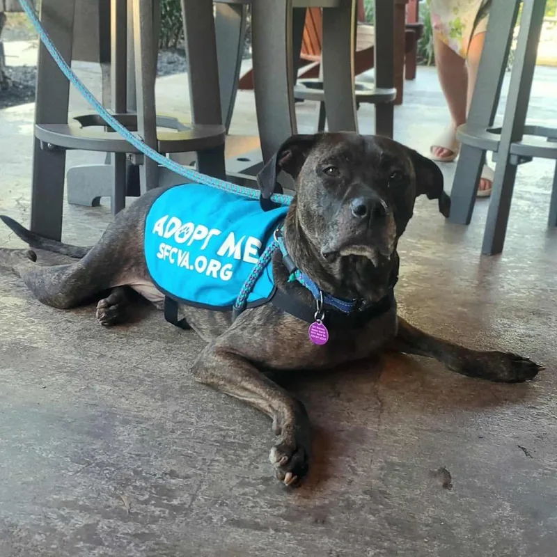 Marshall thumbnail 5