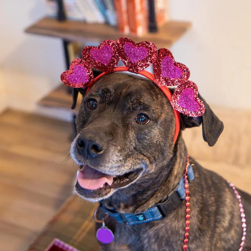 Marshall thumbnail 6