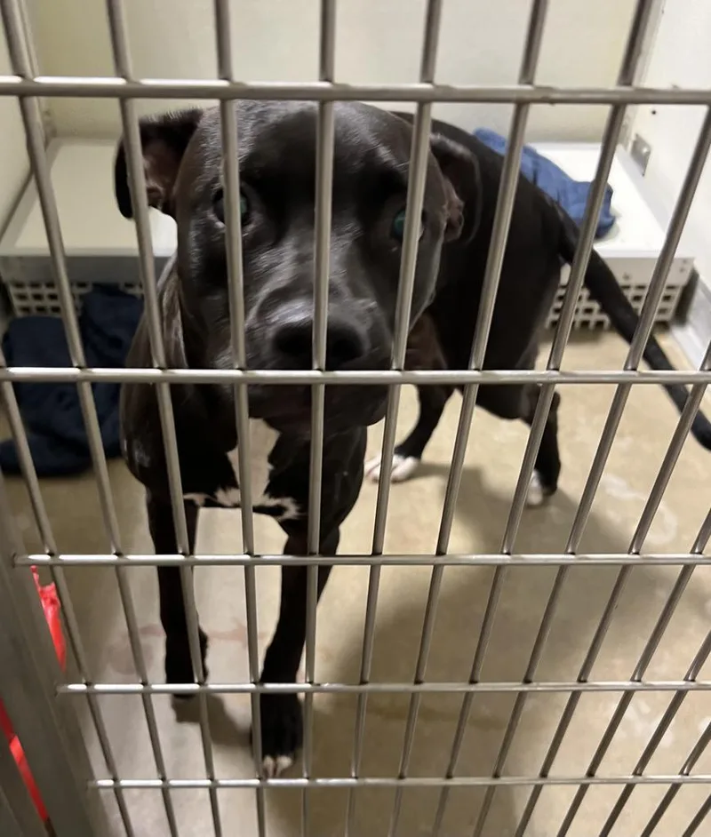 An adult medium-sized female American Staffordshire Terrier dog named Esther for adoption in Pierceton, IN