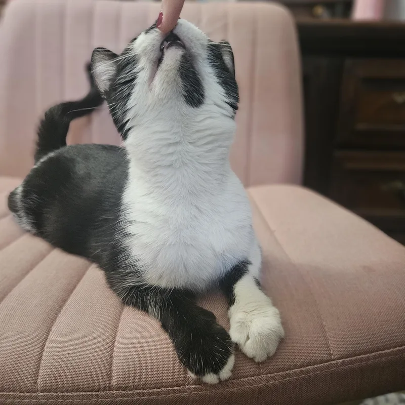 An adult medium-sized female Domestic Short Hair cat named Phoebe for adoption in Richmond, VA
