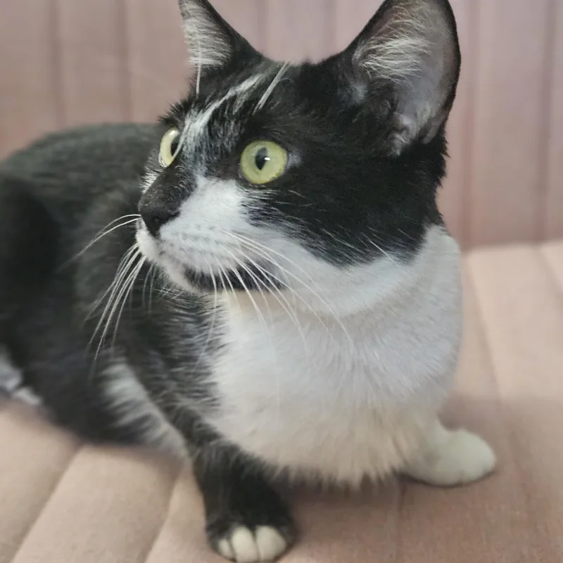 Phoebe thumbnail 2