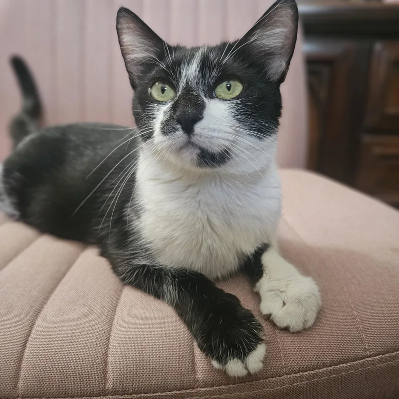 Phoebe thumbnail 4
