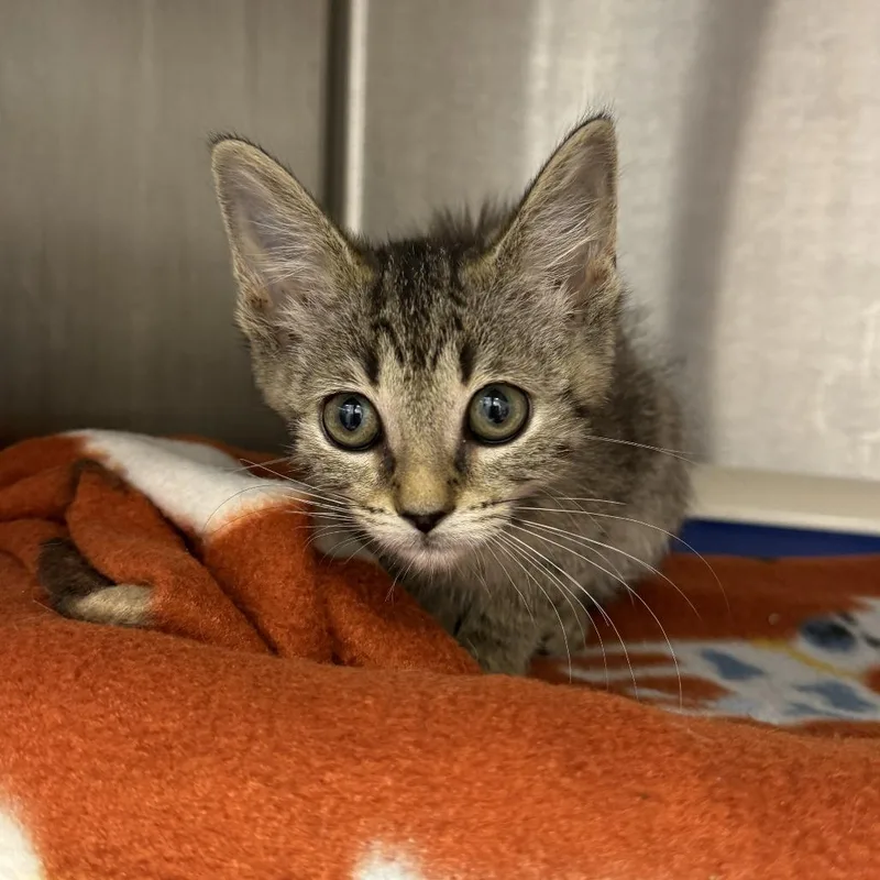 A baby small-sized female Brown / Chocolate Domestic Short Hair cat named Poola for adoption in Fort Wayne, IN