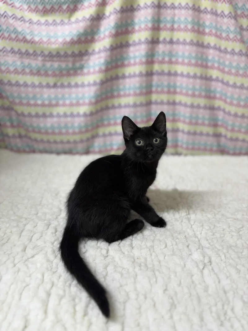 A young medium-sized female Black Domestic Short Hair cat named Nova for adoption in Upper Sandusky, OH