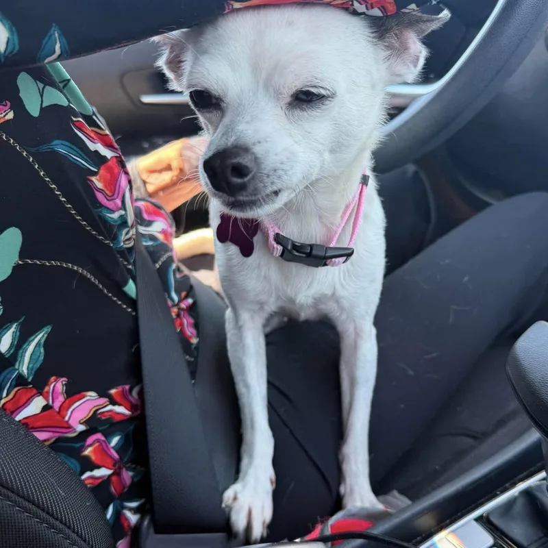 An adult small-sized female Chihuahua dog named Tess for adoption in Hillsborough , NC