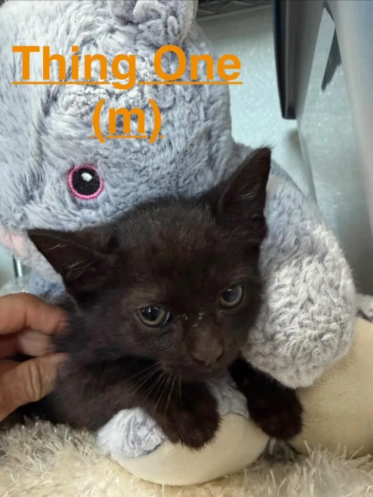 A baby medium-sized male Domestic Short Hair cat named Thing One for adoption in Brookhaven, MS